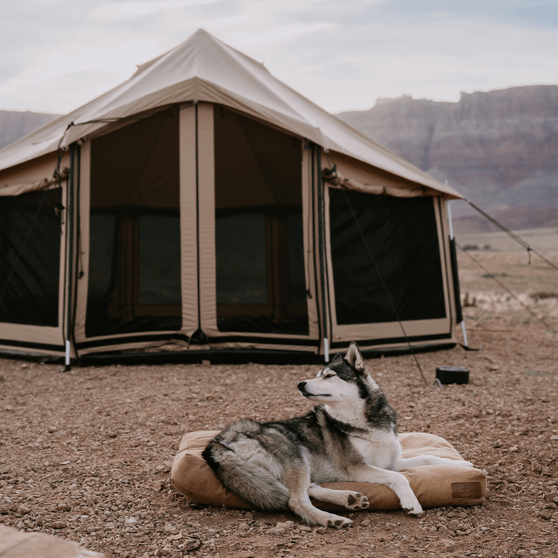 USED - Altimus Bell Tent
